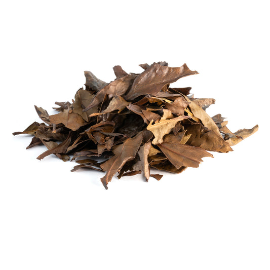 Feuilles d'Automne à Kyoto