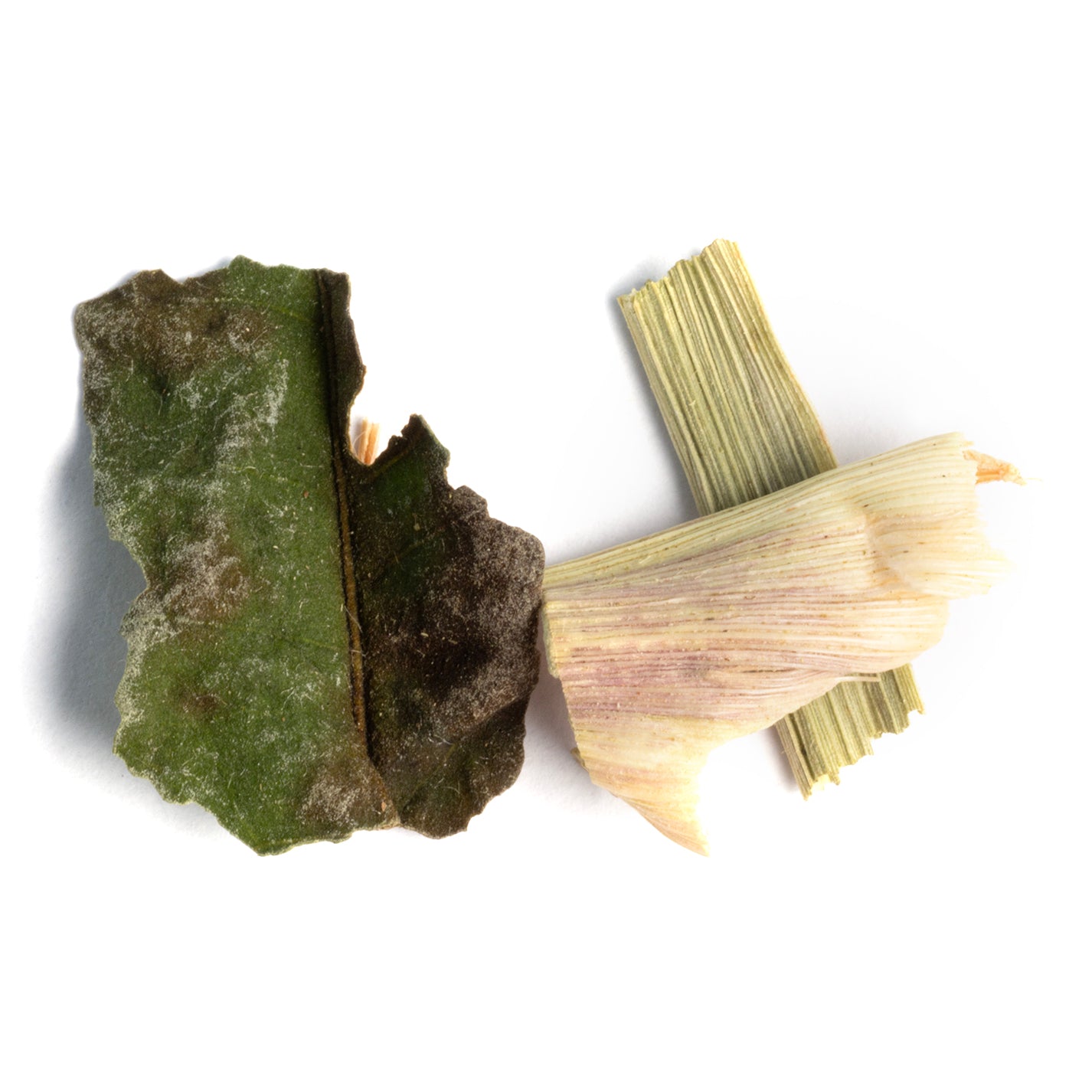 Gingembre Céleste